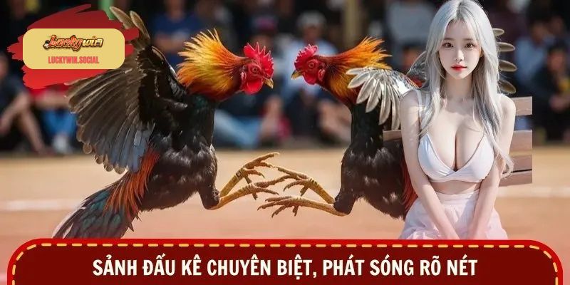 Sảnh đấu kê chuyên biệt, phát sóng rõ nét